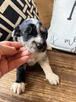 Slate Toy, a male Toy Australian Shepherd and Miniature Aussiedoodle for sale in Spring Hill, FL – 2 of 10