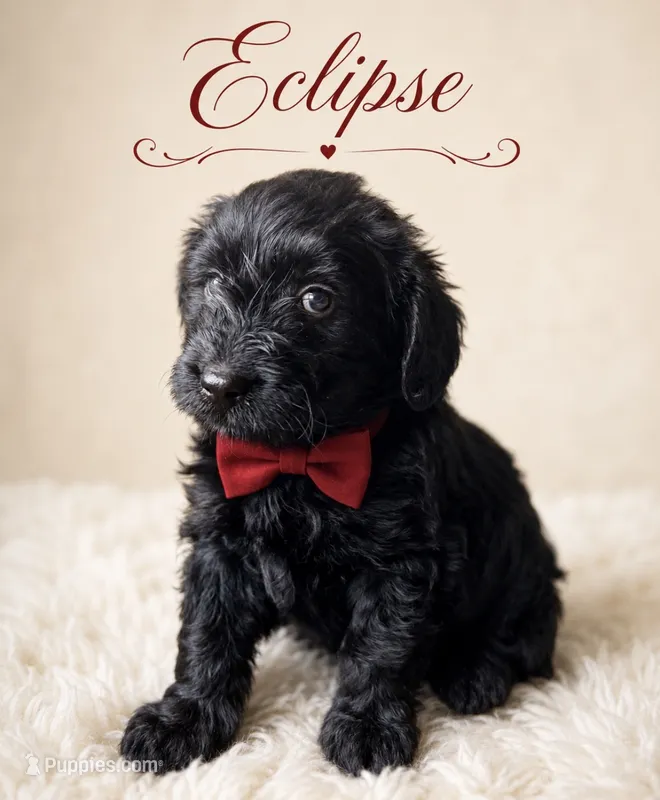 Eclipse  – Miniature Bernedoodle, Miniature Aussiedoodle puppy for sale in Spring Hill, FL