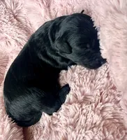 Raven , a female Miniature Bernedoodle and Miniature Aussiedoodle for sale in Spring Hill, FL – 3 of 6