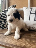 Coraline, a female Miniature Bernedoodle and Miniature Goldendoodle for sale in Spring Hill, FL – 10 of 10