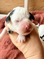 Turquoise collar , a female Poodle - Toy  and Miniature Goldendoodle for sale in Spring Hill, FL – 3 of 10
