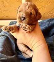 Teddy, a male Miniature Bernedoodle for sale in Spring Hill, FL – 4 of 10