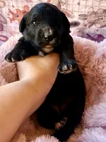 Reagan, a female Miniature Bernedoodle for sale in Spring Hill, FL – 1 of 10