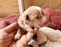 Blue collar, a male Poodle - Toy  and Miniature Goldendoodle for sale in Spring Hill, FL – 4 of 8
