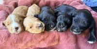 Jackson, a male Miniature Bernedoodle for sale in Spring Hill, FL – 7 of 10