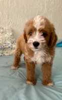 Hot dog, a male Miniature Goldendoodle for sale in Spring Hill, FL – 3 of 10