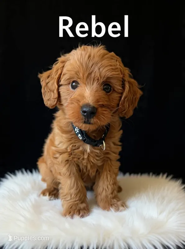 Rebel – Miniature Goldendoodle puppy for sale in Spring Hill, FL