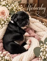 Wednesday , a female Miniature Dachshund for sale in Spring Hill, FL – 10 of 10