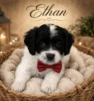 Ethan , a male Cavapoo for sale in Spring Hill, FL – 3 of 10