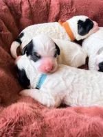 Orange collar , a female Poodle - Toy  and Miniature Goldendoodle for sale in Spring Hill, FL – 8 of 10
