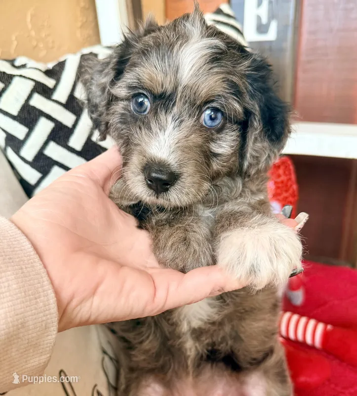 Victoria blue eye/hazel eye