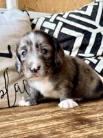 Gomez-Blue eyes, a male Miniature Dachshund for sale in Spring Hill, FL – 1 of 10