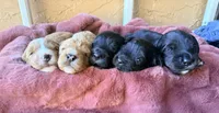 Jackson, a male Miniature Bernedoodle for sale in Spring Hill, FL – 9 of 10