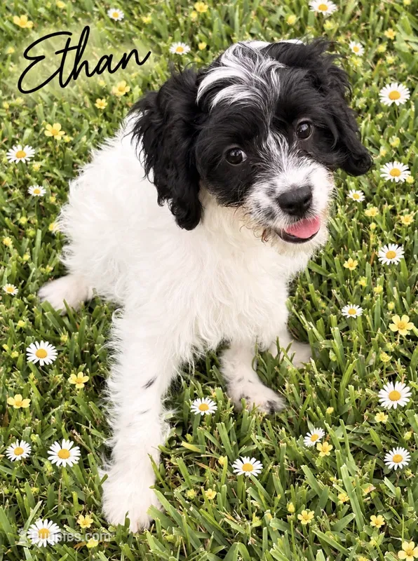 Ethan  – Cavapoo puppy for sale in Spring Hill, FL