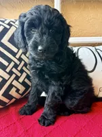 Dark green , a male Miniature Aussiedoodle and Miniature Goldendoodle for sale in Port Richey, FL – Photo 2 of 10