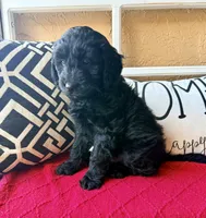 Dark green , a male Miniature Aussiedoodle and Miniature Goldendoodle for sale in Port Richey, FL – Photo 6 of 10