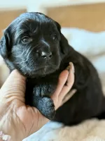 processed/4699521c-22d2-4a74-bf1a-62848d91c4e2/listing/41a77928-383f-4225-9026-728415fbd34a/6c572596-c9eb-4924-abf6-ec90d8e8059d