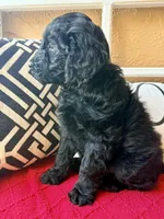 Dark green , a male Miniature Aussiedoodle and Miniature Goldendoodle for sale in Port Richey, FL – Photo 5 of 10