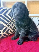 Dark green , a male Miniature Aussiedoodle and Miniature Goldendoodle for sale in Port Richey, FL – Photo 9 of 10