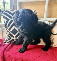 Dark green , a male Miniature Aussiedoodle and Miniature Goldendoodle for sale in Port Richey, FL – Photo 3 of 10