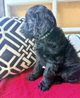 Dark green , a male Miniature Aussiedoodle and Miniature Goldendoodle for sale in Port Richey, FL – Photo 8 of 10