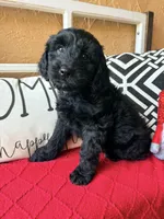 Dark green , a male Miniature Aussiedoodle and Miniature Goldendoodle for sale in Port Richey, FL – Photo 7 of 10
