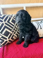 Dark green , a male Miniature Aussiedoodle and Miniature Goldendoodle for sale in Port Richey, FL – Photo 10 of 10