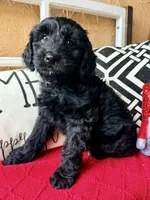 Dark green , a male Miniature Aussiedoodle and Miniature Goldendoodle for sale in Port Richey, FL – Photo 4 of 10