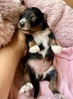 Sable , a female Poodle - Toy  and Toy Australian Shepherd for sale in Spring Hill, FL – 6 of 10