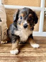 Sable. (Toy)/tiny), a female Toy Australian Shepherd and Miniature Aussiedoodle for sale in Spring Hill, FL – 7 of 10