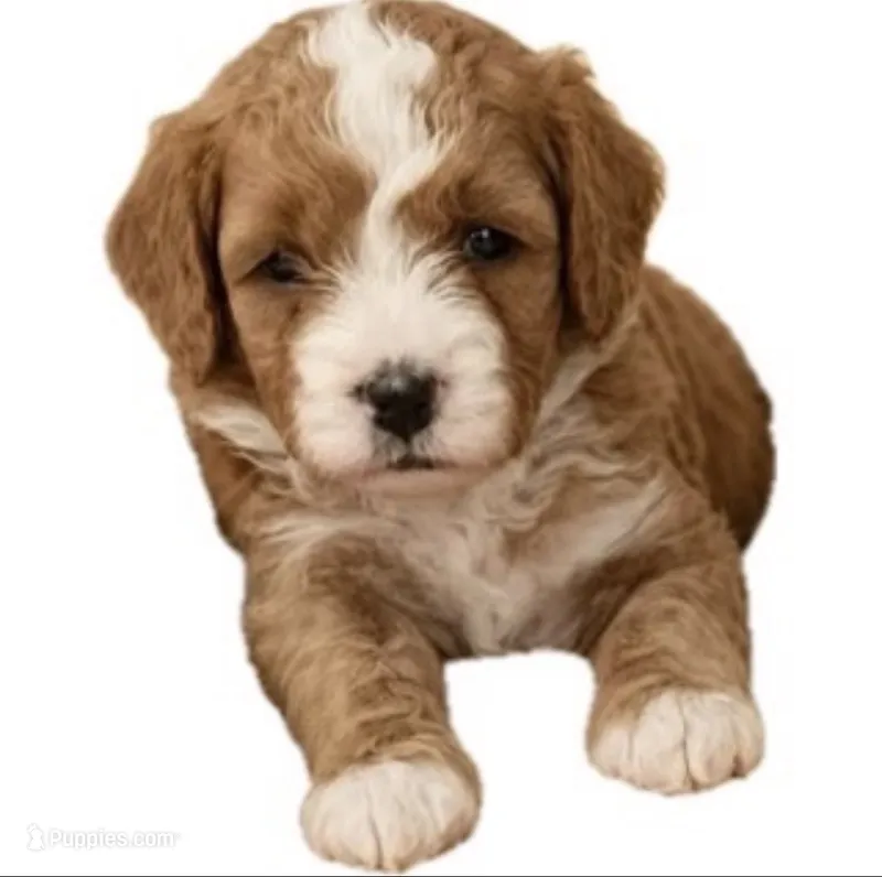 Hot dog – Miniature Goldendoodle puppy for sale in Spring Hill, FL