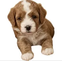 Hot dog, a male Miniature Goldendoodle for sale in Spring Hill, FL – 6 of 10