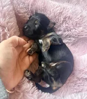 Lyra, a female Miniature Bernedoodle and Miniature Aussiedoodle for sale in Spring Hill, FL – 1 of 10
