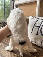 Coraline, a female Miniature Bernedoodle and Miniature Goldendoodle for sale in Spring Hill, FL – 9 of 10