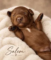 Salem , a female Miniature Goldendoodle for sale in Spring Hill, FL – 5 of 10