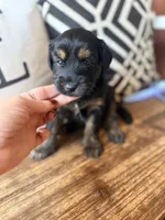 Lyra, a female Miniature Bernedoodle and Miniature Aussiedoodle for sale in Spring Hill, FL – 8 of 10