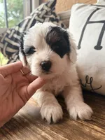 Gray collar, a female Miniature Bernedoodle and Miniature Goldendoodle for sale in Spring Hill, FL – 1 of 10
