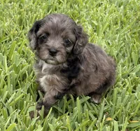 Echo , a male Cavapoo for sale in Spring Hill, FL – 6 of 10