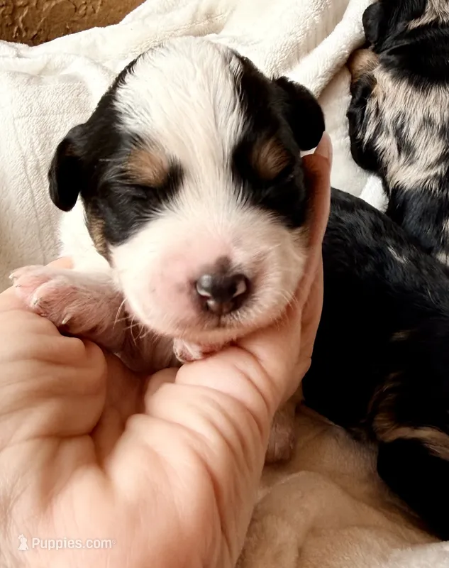 Shadow – Poodle - Toy , Toy Australian Shepherd puppy for sale in Spring Hill, FL