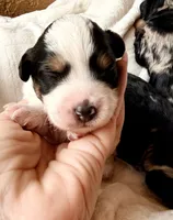 Shadow, a male Poodle - Toy  and Toy Australian Shepherd for sale in Spring Hill, FL – 1 of 9