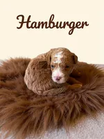 Micro Mini Burger, a male Miniature Goldendoodle for sale in Spring Hill, FL – 6 of 10