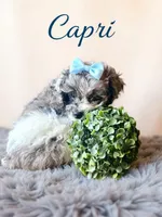 Mini Capri, a female Cockapoo for sale in Port Richey, FL – 2 of 10
