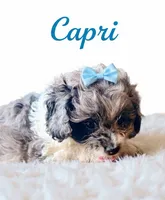 Mini Capri, a female Cockapoo for sale in Port Richey, FL – 4 of 10
