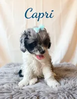 Mini Capri, a female Cockapoo for sale in Port Richey, FL – 5 of 10