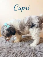 Mini Capri, a female Cockapoo for sale in Port Richey, FL – 6 of 10