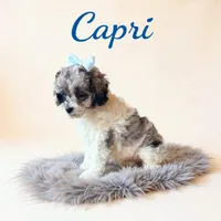 Mini Capri, a female Cockapoo for sale in Port Richey, FL – 7 of 10