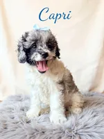 Mini Capri, a female Cockapoo for sale in Port Richey, FL – 3 of 10
