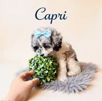 Mini Capri, a female Cockapoo for sale in Port Richey, FL – 8 of 10