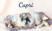 Mini Capri, a female Cockapoo for sale in Port Richey, FL – 10 of 10