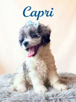 Mini Capri, a female Cockapoo for sale in Port Richey, FL – 9 of 10